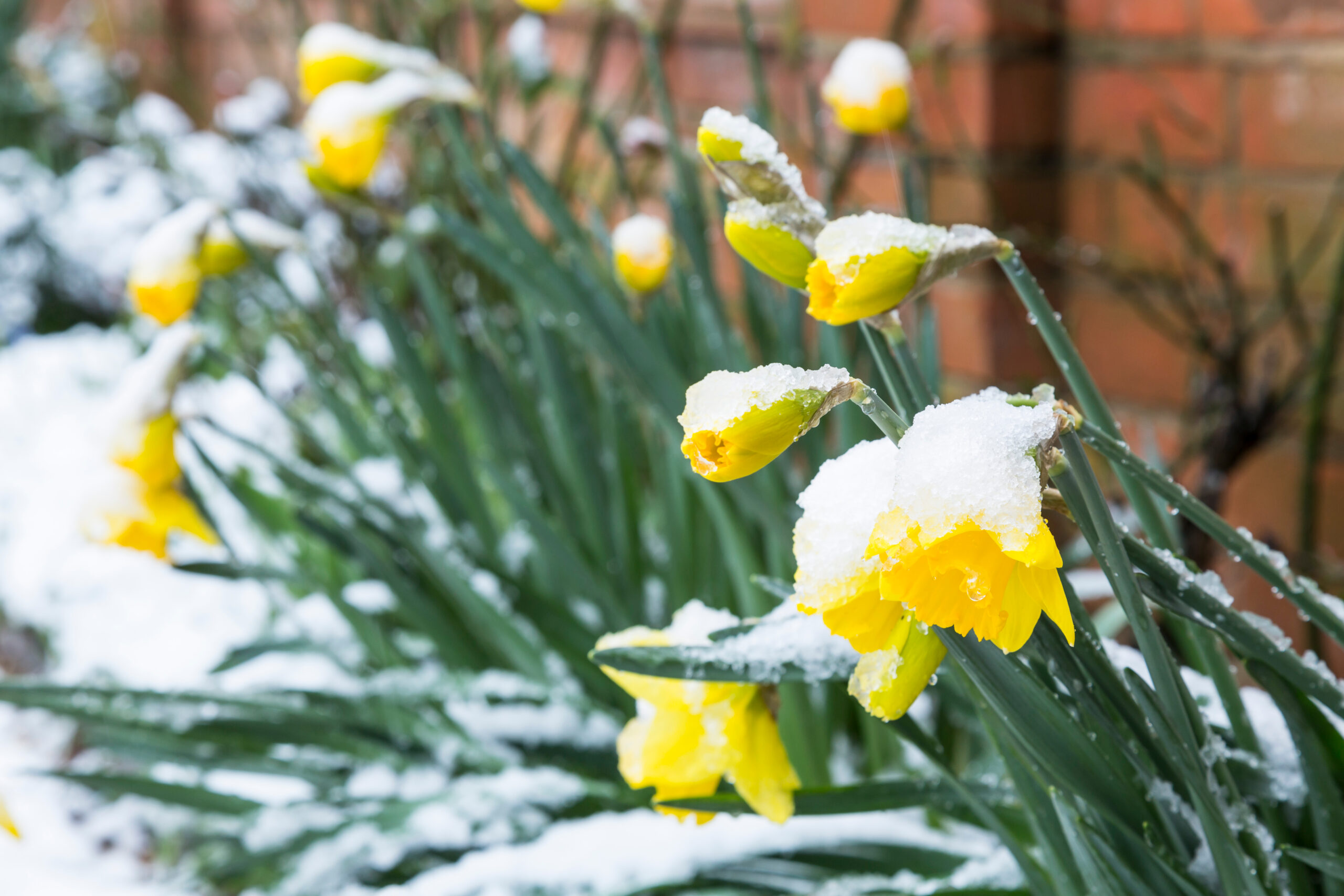 Winterizing Your Garden: What to Do Before the Ground Freezes