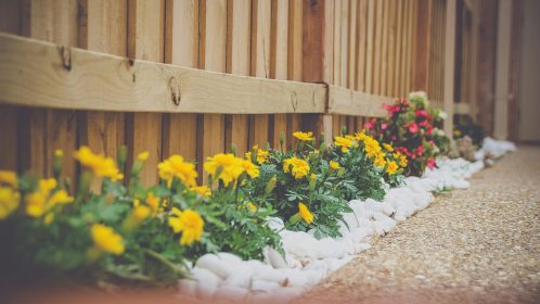 Flowers along a fence line