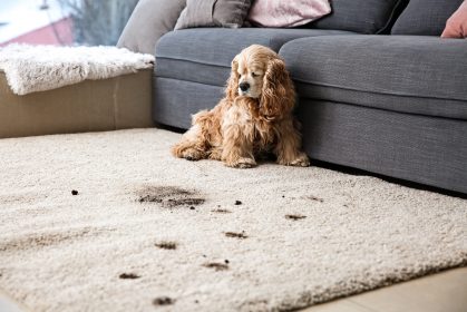 Dog tracking mud on a rug